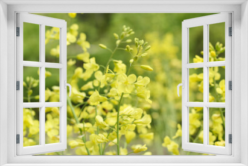 Fototapeta Naklejka Na Ścianę Okno 3D - Natural yellow green background. Blooming yellow rape.