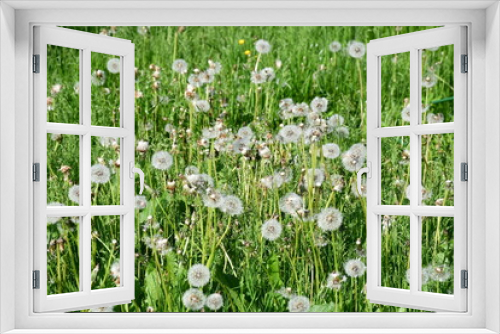 Fototapeta Naklejka Na Ścianę Okno 3D - A field with green grass and white dandelions