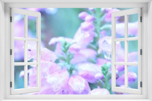 Fototapeta Naklejka Na Ścianę Okno 3D - ハナトラノオ