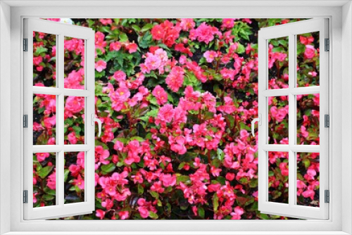 Fototapeta Naklejka Na Ścianę Okno 3D - Many small red flowers on a bush on a summer sunny day