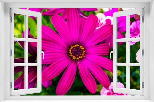Fototapeta Naklejka Na Ścianę Okno 3D - pink and white dahlia