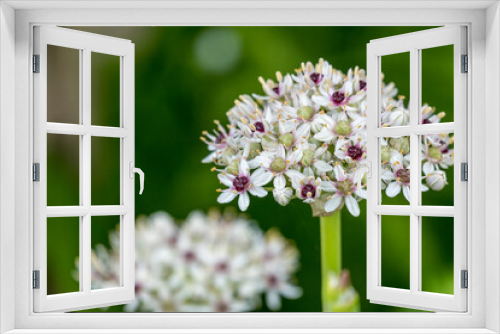 Fototapeta Naklejka Na Ścianę Okno 3D - Zierlauch (Allium)