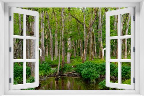 Fototapeta Naklejka Na Ścianę Okno 3D - Green Forest Trees