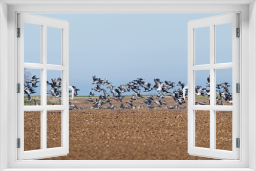 Fototapeta Naklejka Na Ścianę Okno 3D - Ducks in flight