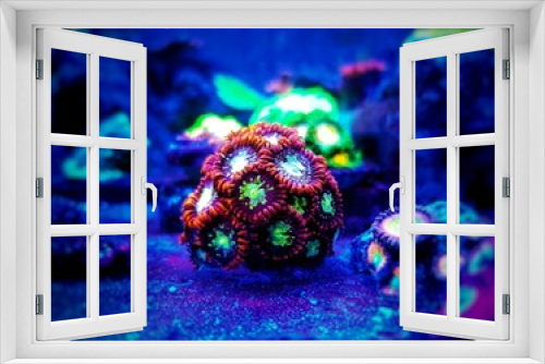 Fototapeta Naklejka Na Ścianę Okno 3D - Zoanthids soft polyps - Flowers of the reef aquarium tanks