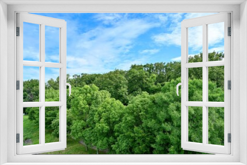 Fototapeta Naklejka Na Ścianę Okno 3D - 新緑に包まれた森の情景