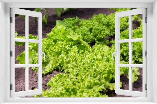 Fototapeta Naklejka Na Ścianę Okno 3D - Green organic lettuce leaves in a vegetable garden