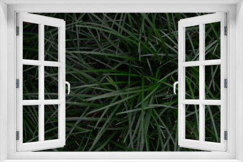 Fototapeta Naklejka Na Ścianę Okno 3D - Tropical green leaves texture. Foliage background.