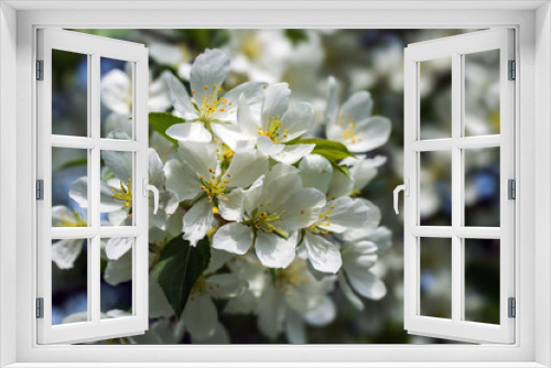Fototapeta Naklejka Na Ścianę Okno 3D - Beautiful flowering apple trees. background with blooming flowers in spring day.
