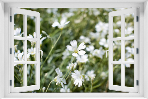 Fototapeta Naklejka Na Ścianę Okno 3D - Small white flowers in a garden. Cushion baby's-breath floral background. Gypsophila.