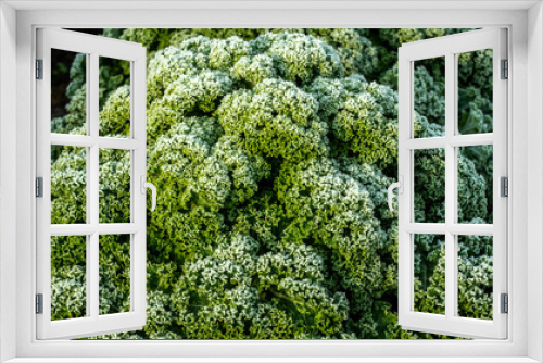 Fototapeta Naklejka Na Ścianę Okno 3D - Close up of rimed curly kale plant (Brassica oleracea)
