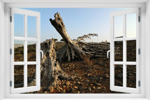 Fototapeta Naklejka Na Ścianę Okno 3D - Dragon blood tree withered trunk. Socotra, Yemen