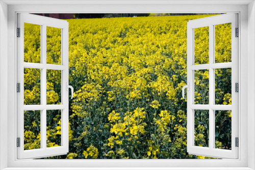 Fototapeta Naklejka Na Ścianę Okno 3D - field of yellow flowers. Rapeseed or canola field. 