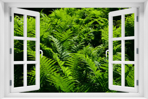 Fototapeta Naklejka Na Ścianę Okno 3D - Beautiful fern leaves. Background. Texture