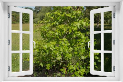 Fototapeta Naklejka Na Ścianę Okno 3D - Summer Foliage of a Deciduous Sweet Gum Tree (Liquidambar styraciflua 'Midwest Sunset') Growing in a Wildflower Meadow in a Garden in Rural Devon, England, UK
