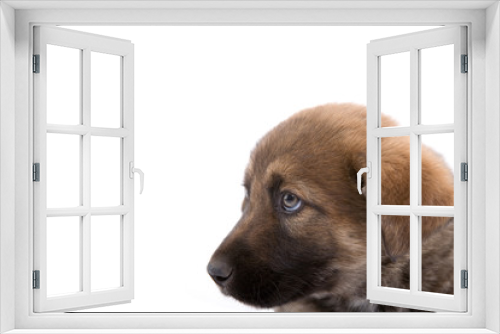 Fototapeta Naklejka Na Ścianę Okno 3D - brown puppy dog looking left