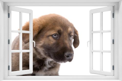 Fototapeta Naklejka Na Ścianę Okno 3D - brown puppy dog standing 