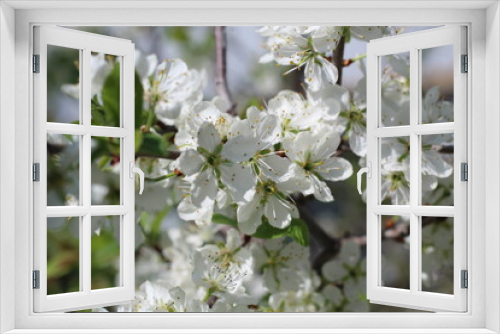 Fototapeta Naklejka Na Ścianę Okno 3D - View of a large branch with flowers of cherry. Beautiful white flowers, blur effect