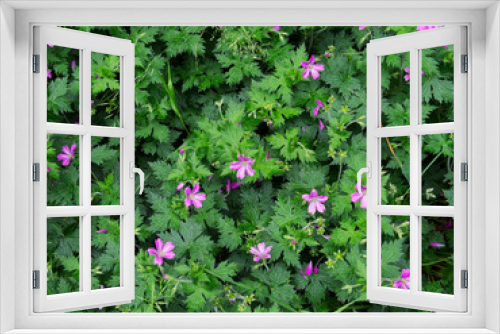 Fototapeta Naklejka Na Ścianę Okno 3D - Lunaria annua - view of the green meadow overgrown with purple w