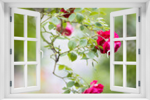 Fototapeta Naklejka Na Ścianę Okno 3D - Rosengarten, Klatterrose, rot und grün, hochformat