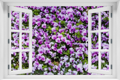 Fototapeta Naklejka Na Ścianę Okno 3D - flower[viola]_07