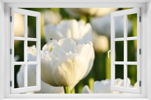 Fototapeta Naklejka Na Ścianę Okno 3D - white tulips in the garden