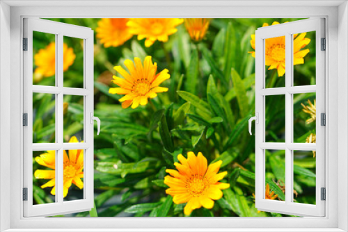 Fototapeta Naklejka Na Ścianę Okno 3D - Close up of Gazania flowers.