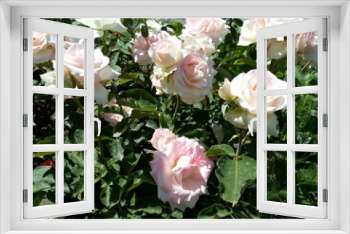 Fototapeta Naklejka Na Ścianę Okno 3D - pink roses in a garden