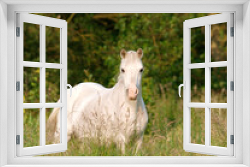 Fototapeta Naklejka Na Ścianę Okno 3D - Pretty Pony In Paddock