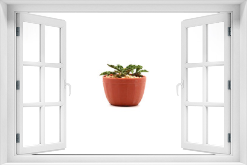 Fototapeta Naklejka Na Ścianę Okno 3D - Cactus Isolated in Pot on White Background. Closeup Shot.