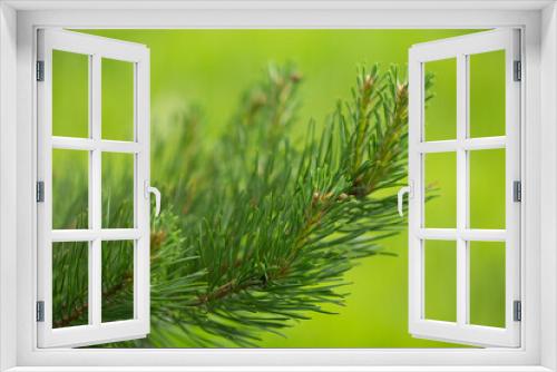 Fototapeta Naklejka Na Ścianę Okno 3D - branch of a pine tree