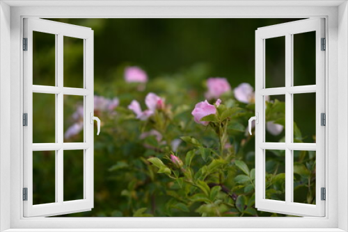 Fototapeta Naklejka Na Ścianę Okno 3D - rosehip flowers on beautiful summer day