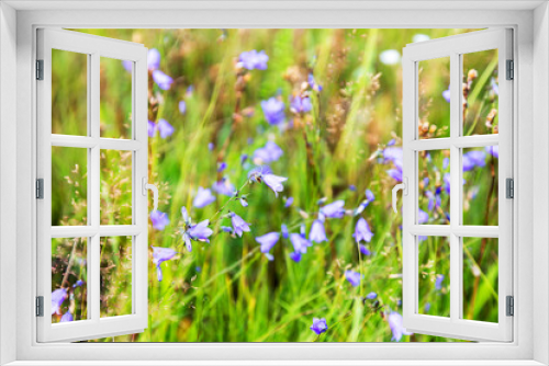 Fototapeta Naklejka Na Ścianę Okno 3D - Beautiful bright wildflowers bluebells. Selective focus, space in the zone blurring compositions for the production of advertising.