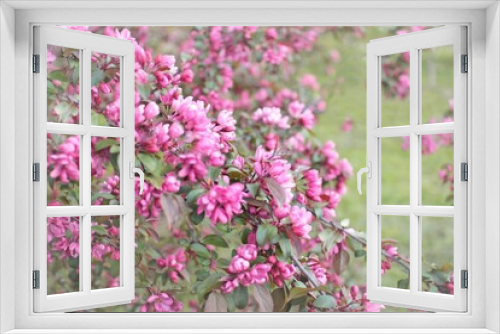 Fototapeta Naklejka Na Ścianę Okno 3D - Amazing nature scene with blooming apple tree on beautiful blurred background.Blooming pink tree branch over garden backdrop with vintage retro Instagram filter.Selective focus.place for text