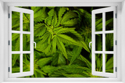 Fototapeta Naklejka Na Ścianę Okno 3D - Cannabis leaves texture. CBD oil. Marijuana cultivation. Weed legalization. Recreational use 