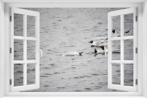 Fototapeta Naklejka Na Ścianę Okno 3D - Group of seagulls on the water.