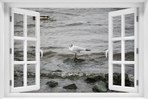 Fototapeta Naklejka Na Ścianę Okno 3D - Seagull and duck near the shore