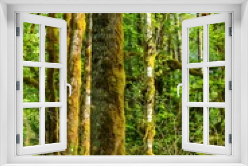 Fototapeta Naklejka Na Ścianę Okno 3D - forest in spring