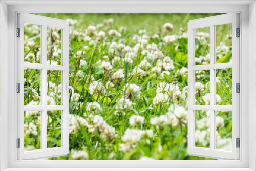 Fototapeta Naklejka Na Ścianę Okno 3D - Clover Field. white Flowering clover Trifolium pratense repens. Lawn with white trefoil flowers and green grass. Fresh summer or spring background  in meadow