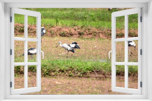 Fototapeta Naklejka Na Ścianę Okno 3D - Anastomus oscitans is on a grass