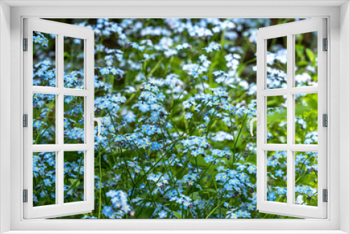 Fototapeta Naklejka Na Ścianę Okno 3D - background image of blooming forget-me-nots in green