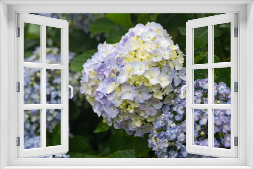 Fototapeta Naklejka Na Ścianę Okno 3D - 薄紫色の満開の紫陽花