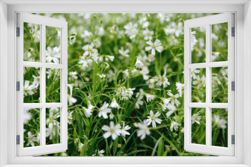 Fototapeta Naklejka Na Ścianę Okno 3D - Field of blooming white windflower with warm light in summer