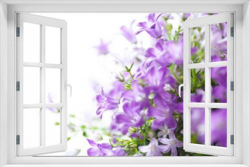 Fototapeta Naklejka Na Ścianę Okno 3D - Purple flowers floral Campanula blossoms in window light accentuates the delicate petals