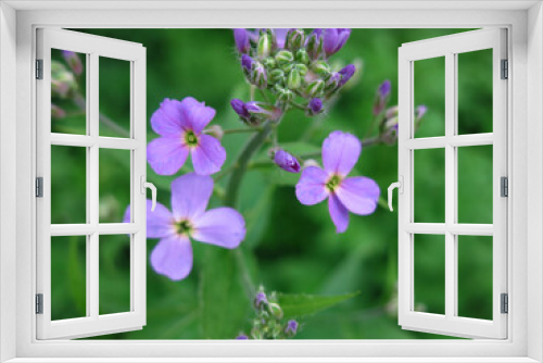 Fototapeta Naklejka Na Ścianę Okno 3D - purple wild small flowers in spring