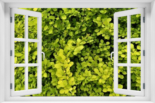 Fototapeta Naklejka Na Ścianę Okno 3D - Plant background. Green tree. Background.
