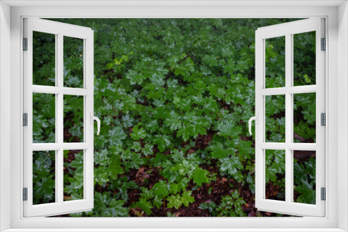 Fototapeta Naklejka Na Ścianę Okno 3D - Regen im Wald