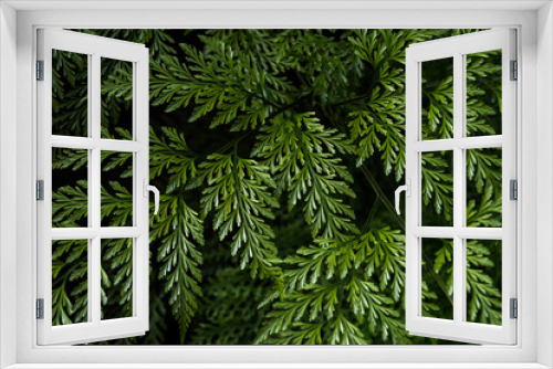 Fototapeta Naklejka Na Ścianę Okno 3D - Close Up of Fir Branches