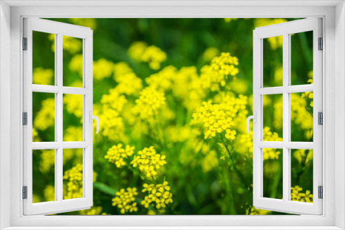 Fototapeta Naklejka Na Ścianę Okno 3D - Blooming mustard plant on the field. Selective focus. Shallow depth of field.

