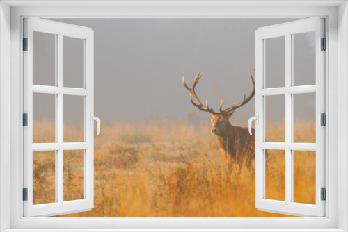 Fototapeta Naklejka Na Ścianę Okno 3D - deer in the wild - wildlife nature